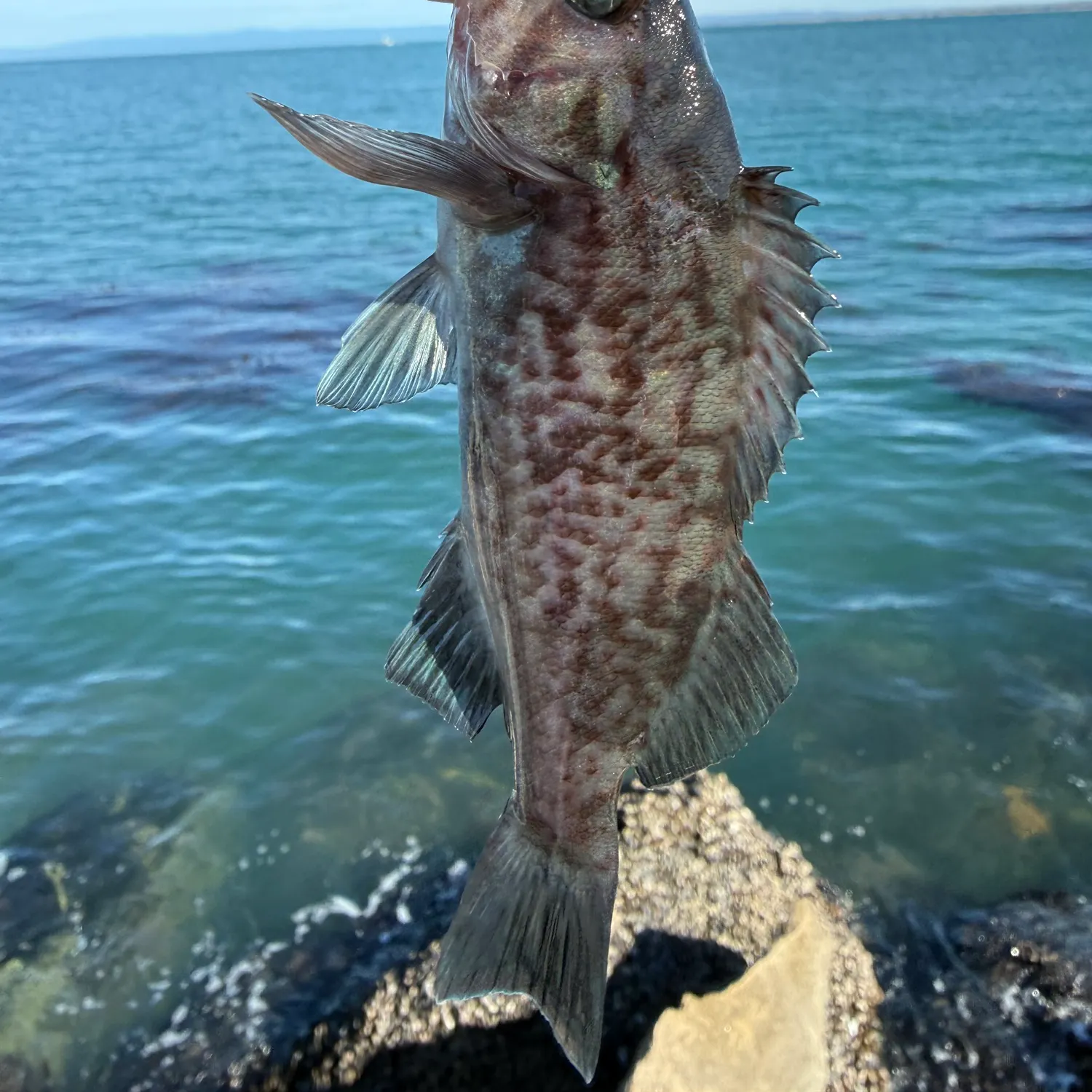 The most recent Blue rockfish catches on Fishbrain