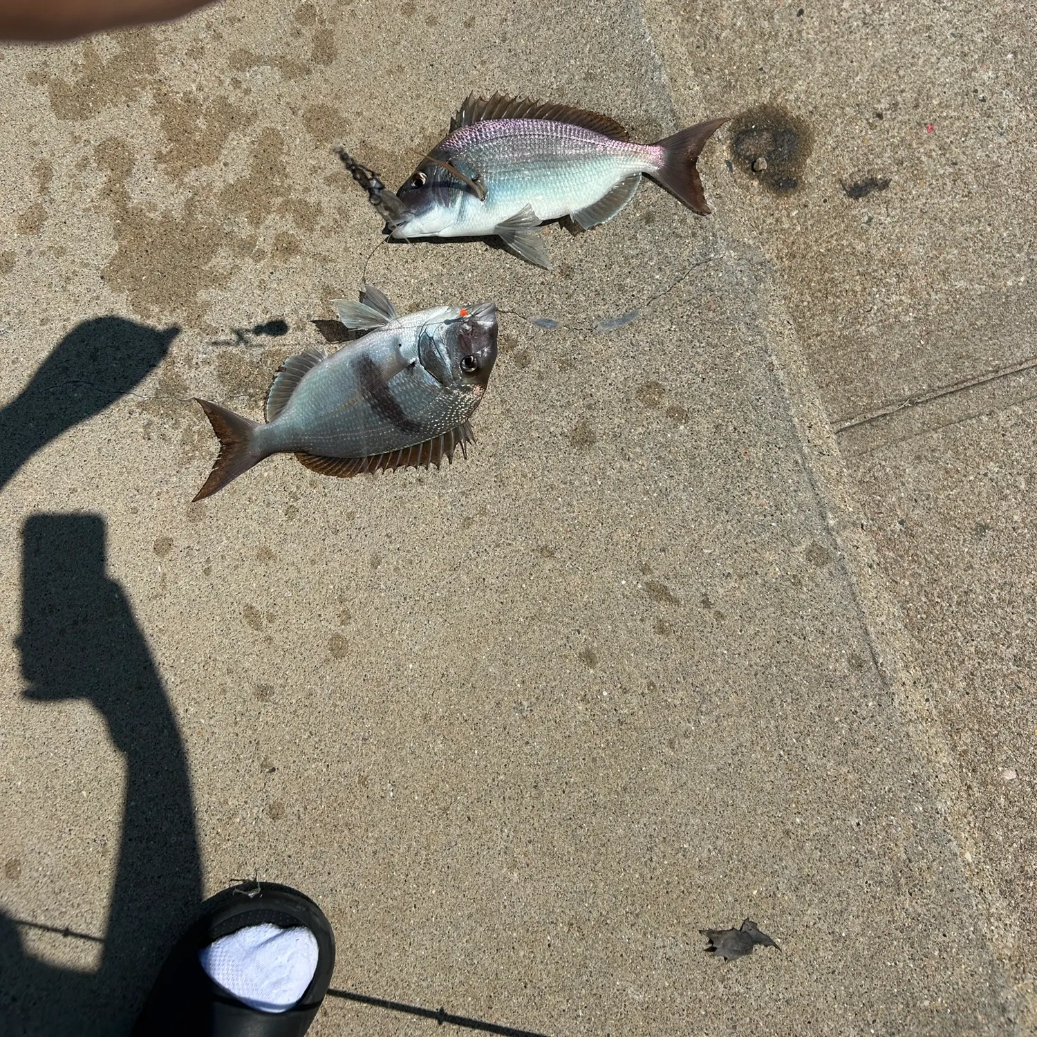 Scup caught on Fishbrain