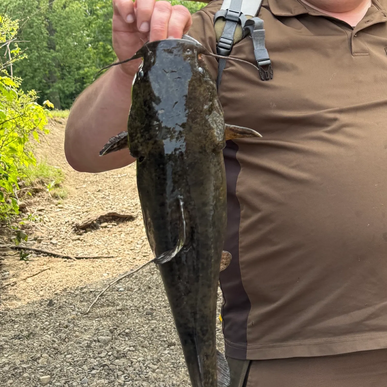 The most recent Flathead catfish catches on Fishbrain