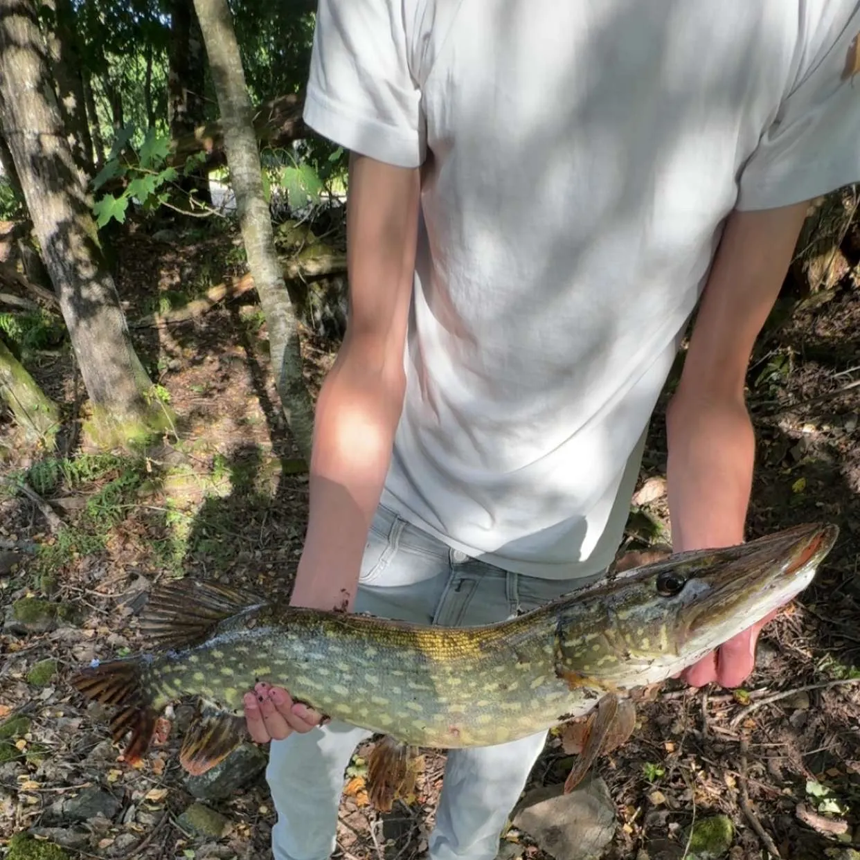 Northern pike caught on Fishbrain