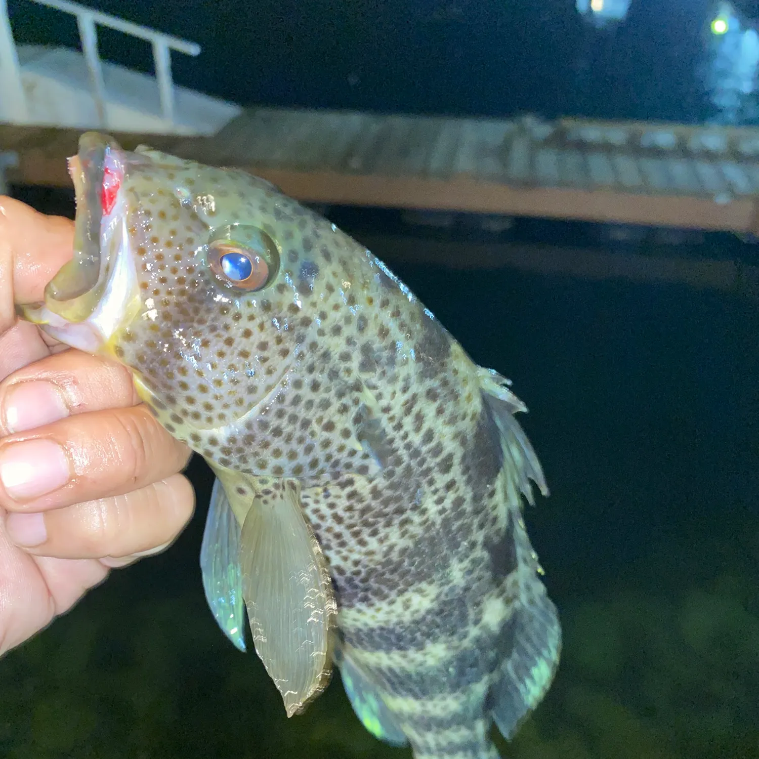 Spotted sand bass caught on Fishbrain
