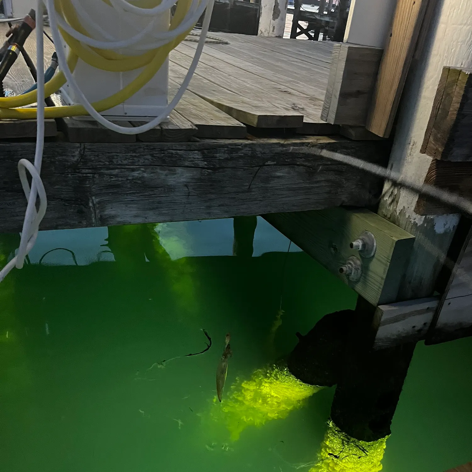 The most recent Longfin inshore squid catches on Fishbrain
