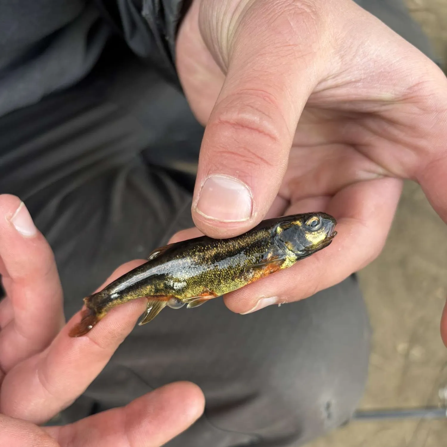 The most popular recent Eurasian minnow catch on Fishbrain