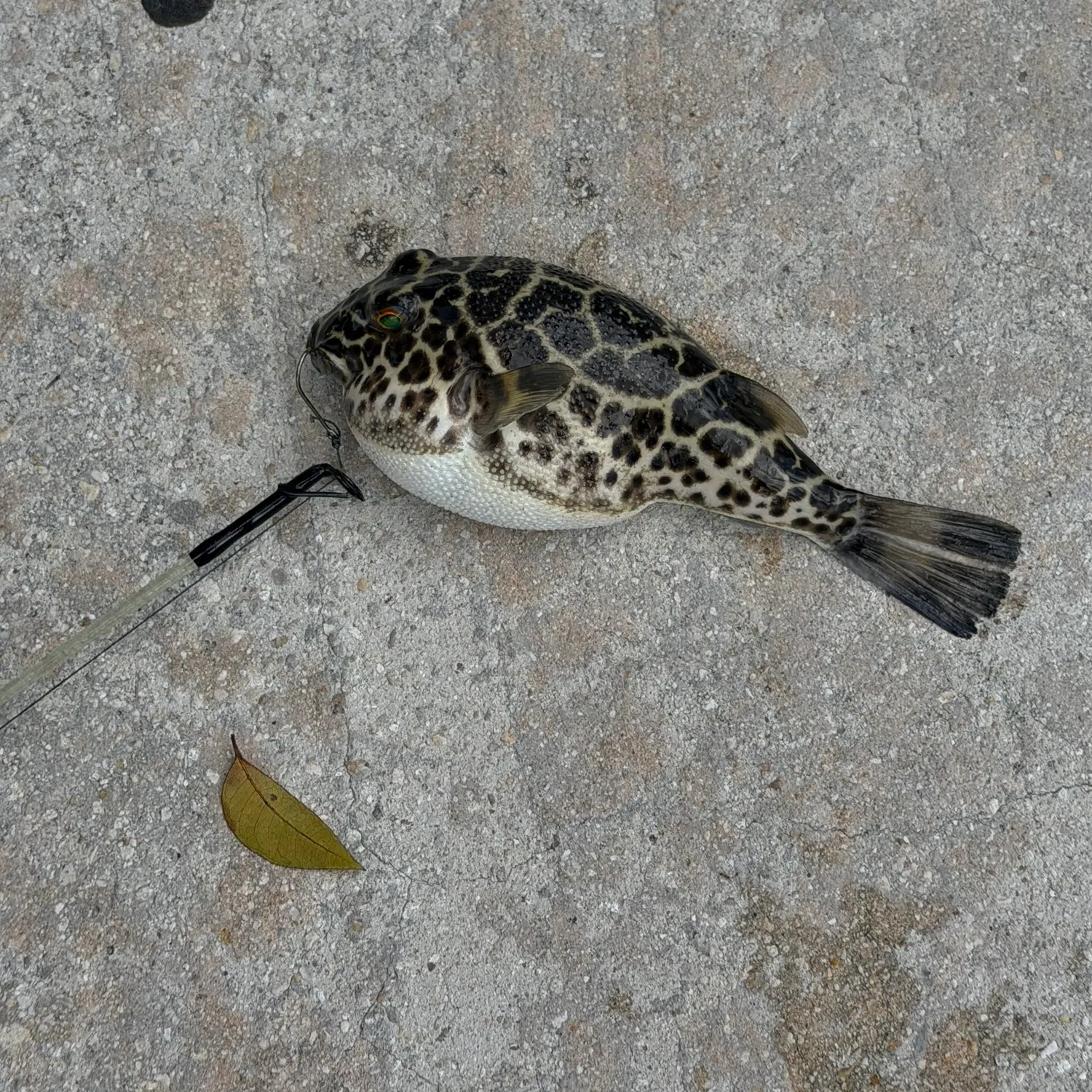 The most recent Milkspotted puffer catches on Fishbrain