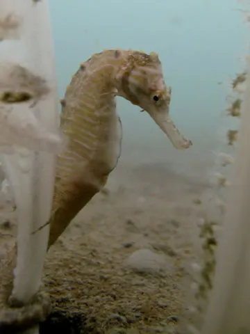 Longnose seahorse