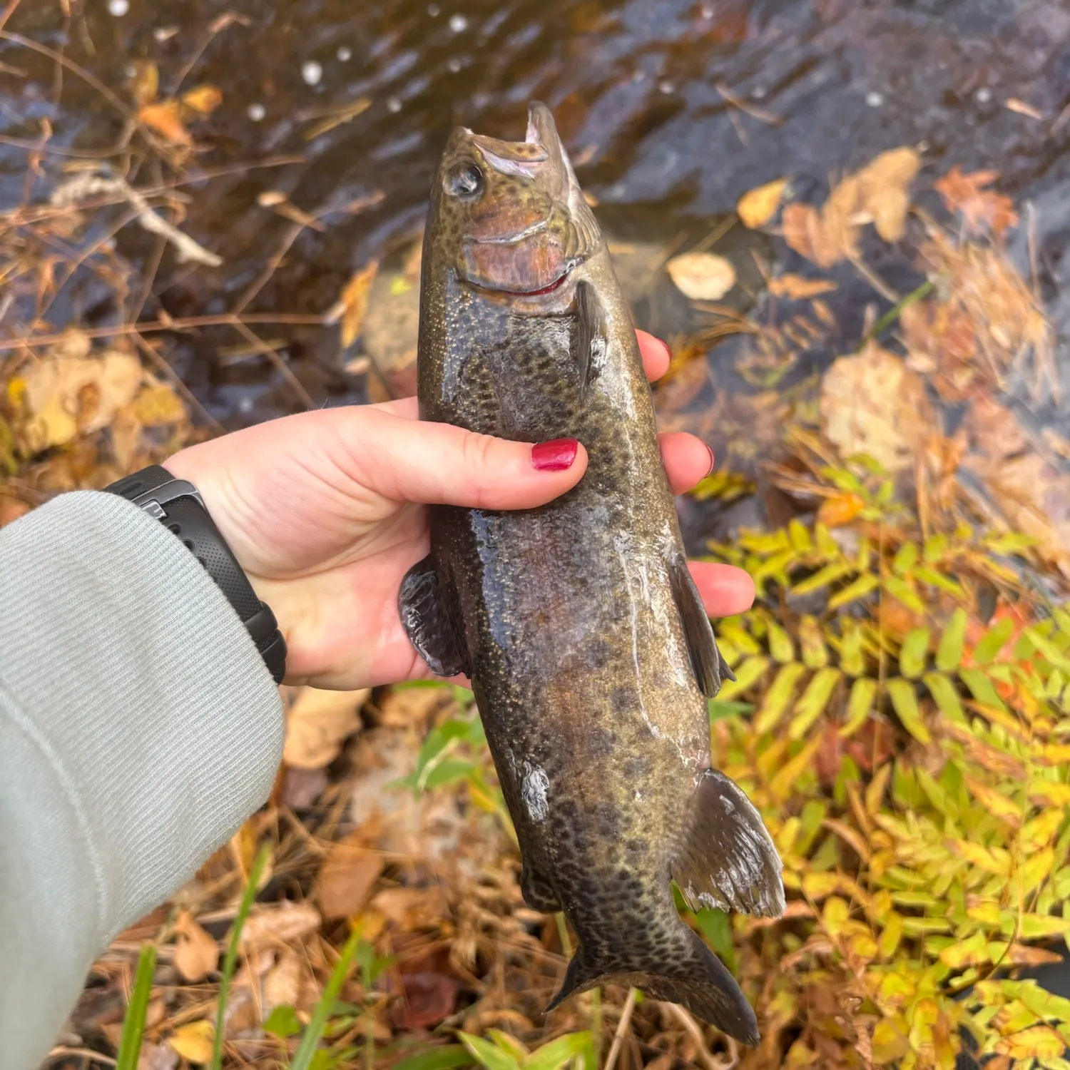 Rainbow trout caught on Fishbrain