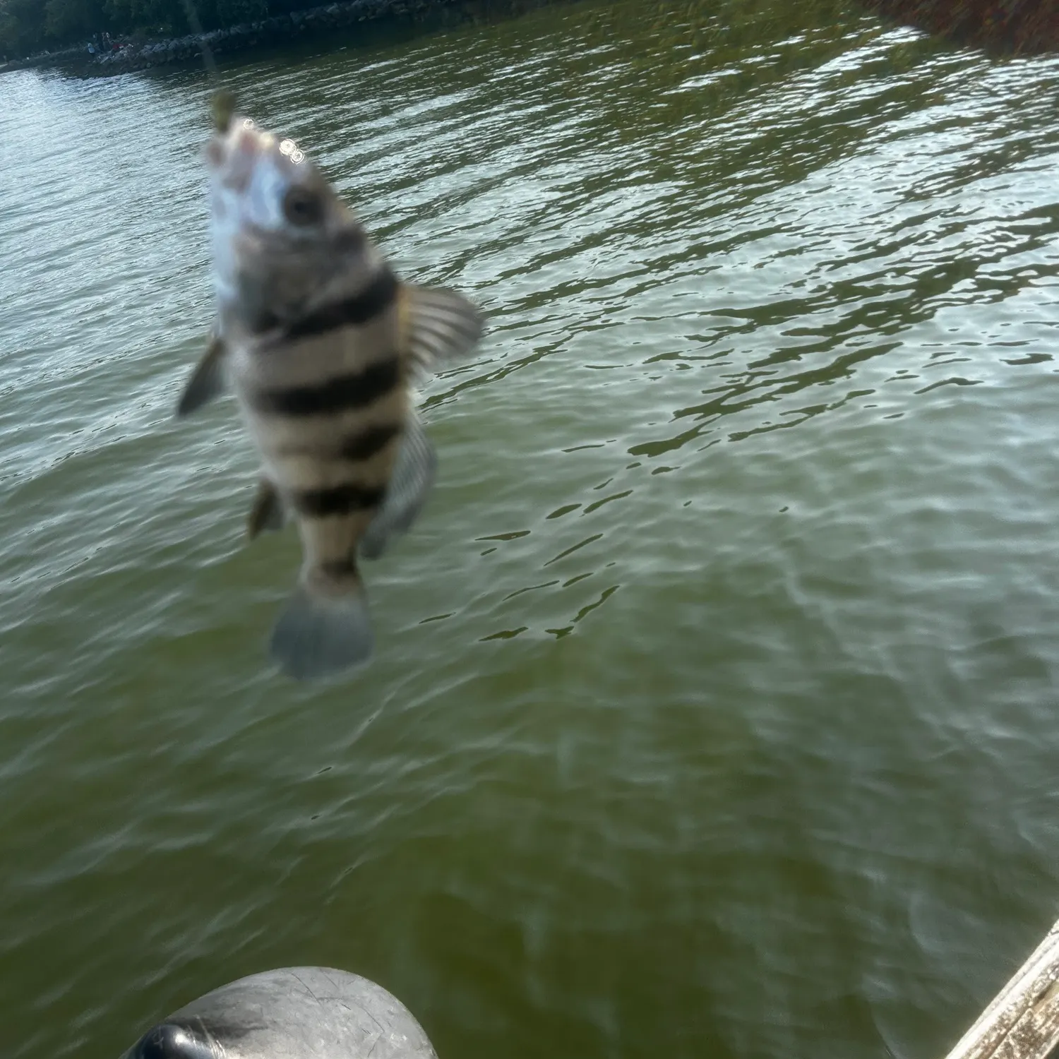 The most recent Sheepshead catches on Fishbrain