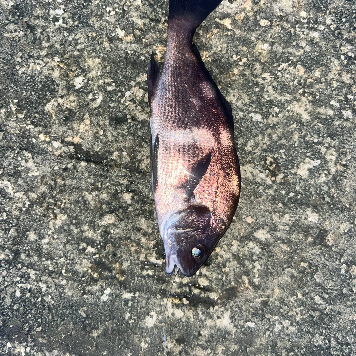 The most recent Black croaker catches on Fishbrain