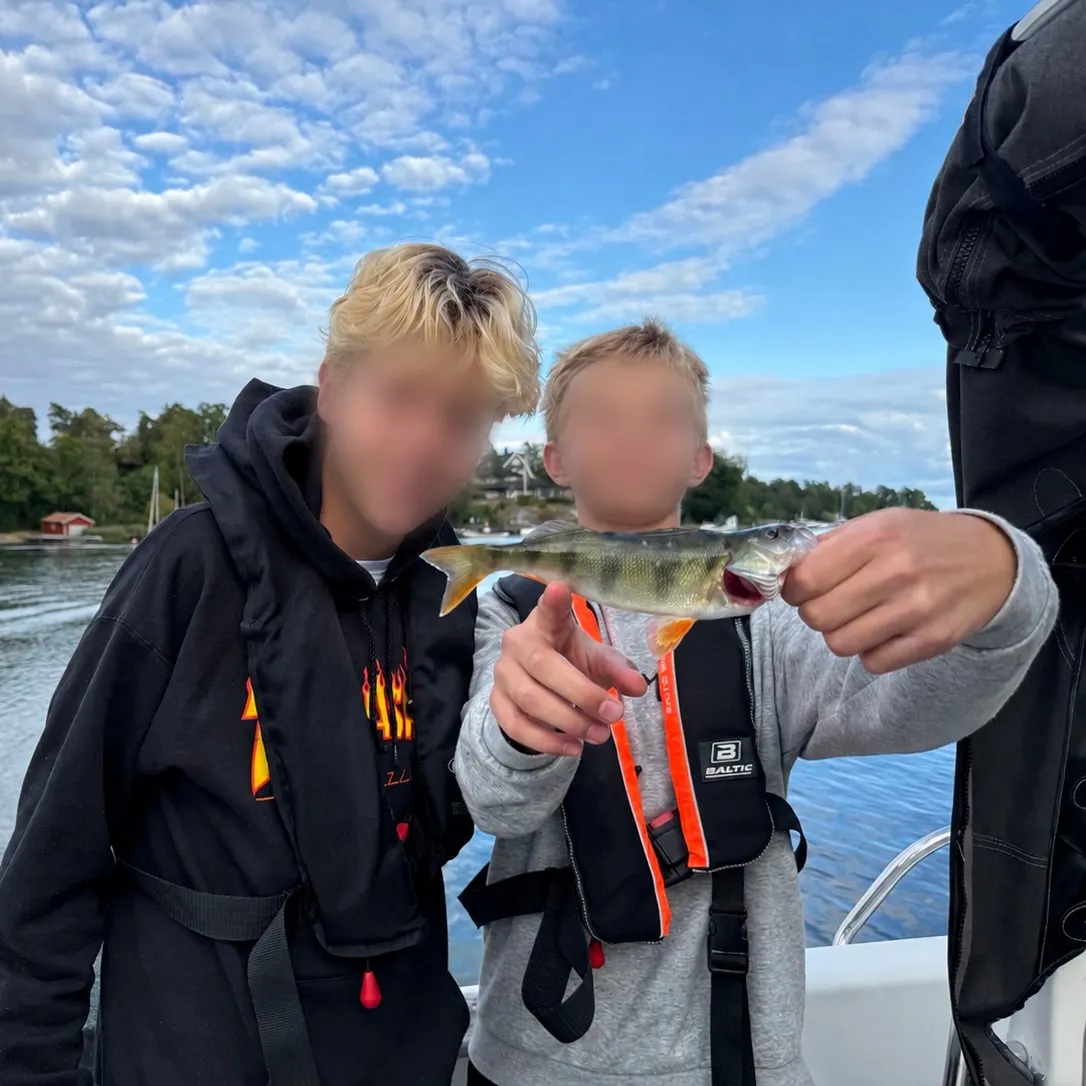 European perch caught on Fishbrain