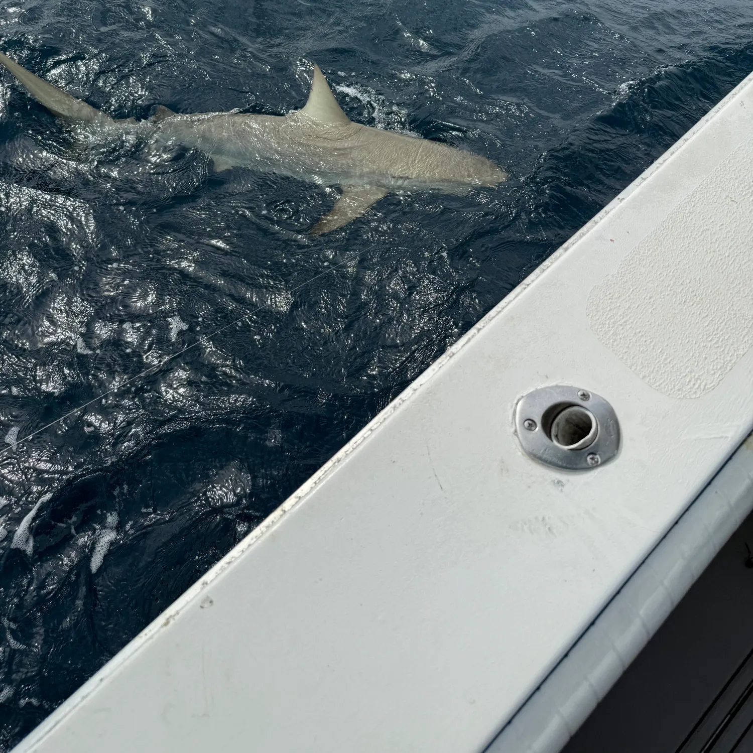 The most recent Bull shark catches on Fishbrain