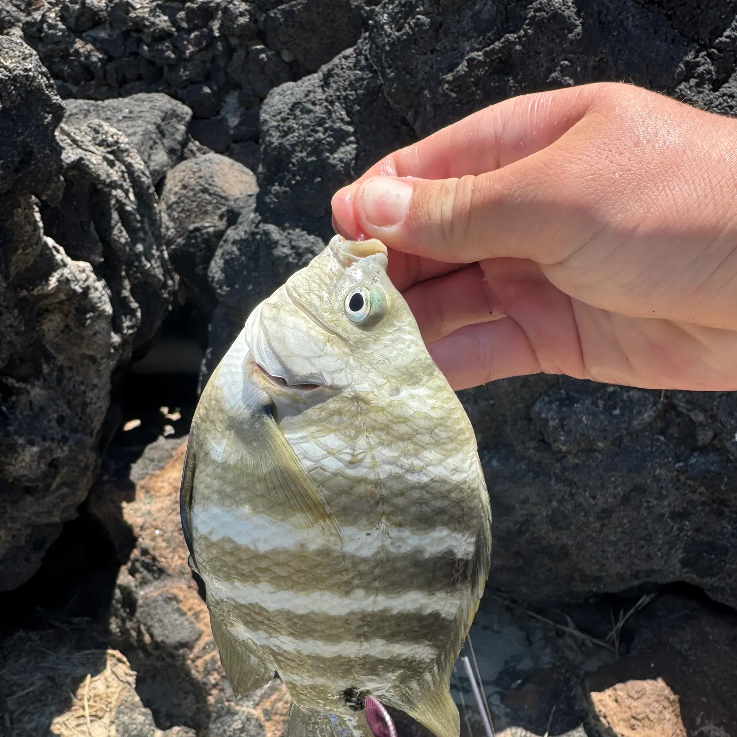 The most recent Blackspot sergeant catches on Fishbrain