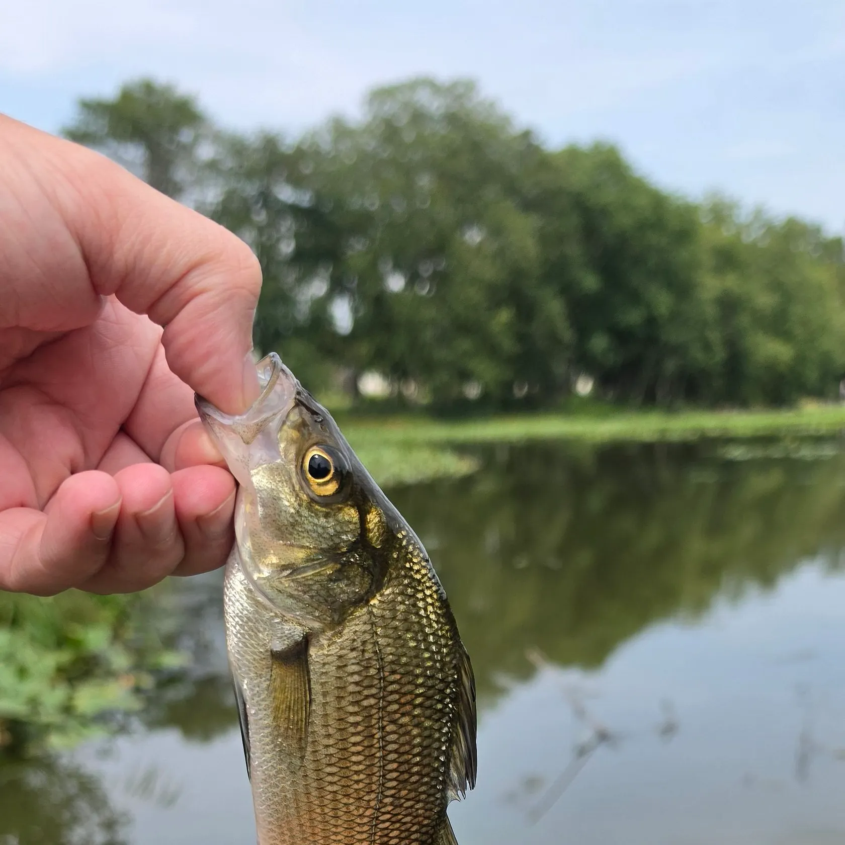 White perch caught on Fishbrain