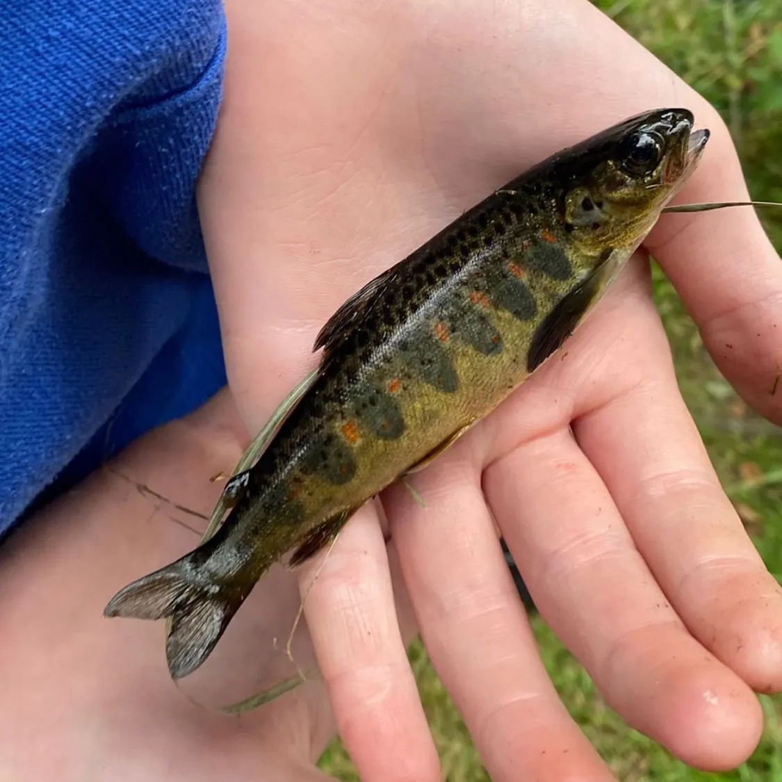 The most recent Atlantic salmon catches on Fishbrain