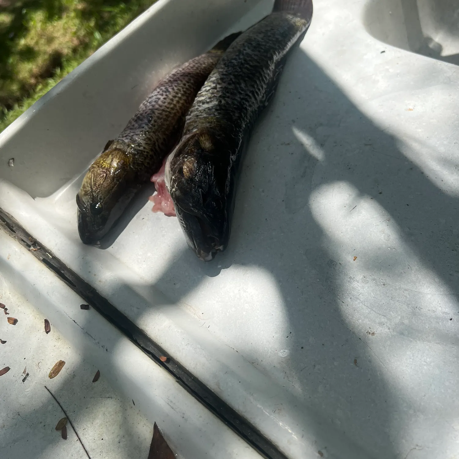 The most recent Trahira catches on Fishbrain