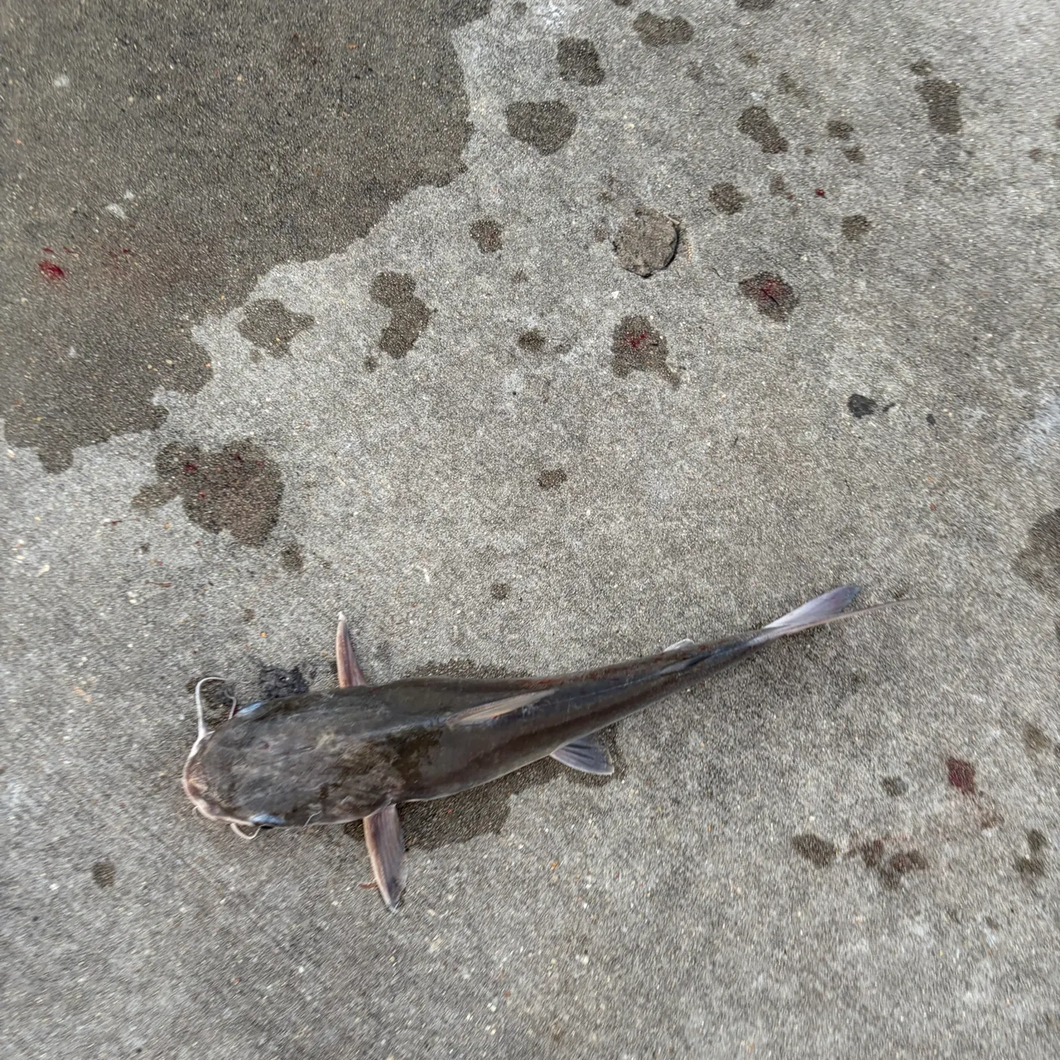Gafftopsail sea catfish caught on Fishbrain