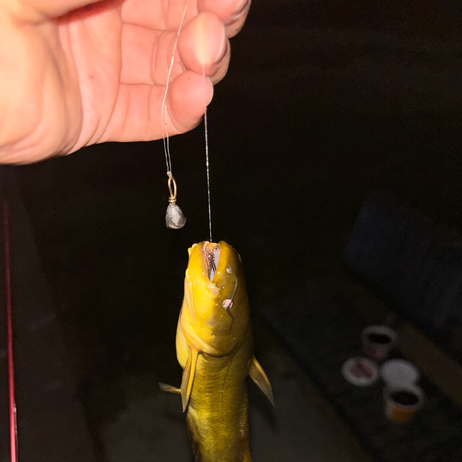Channel catfish caught on Fishbrain