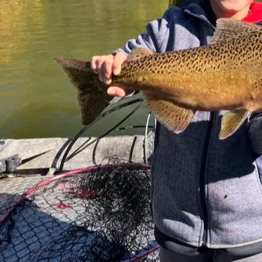 Chinook salmon caught on Fishbrain