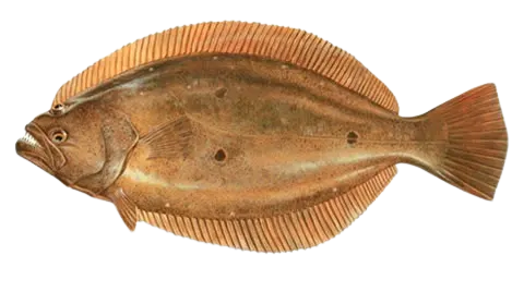 Olive flounder