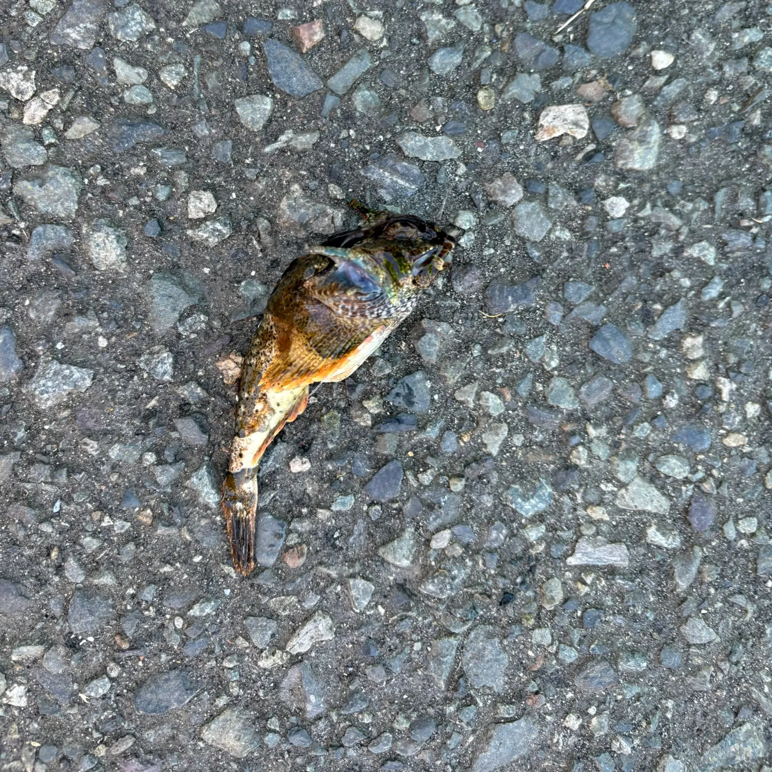 The most recent Buffalo sculpin catches on Fishbrain