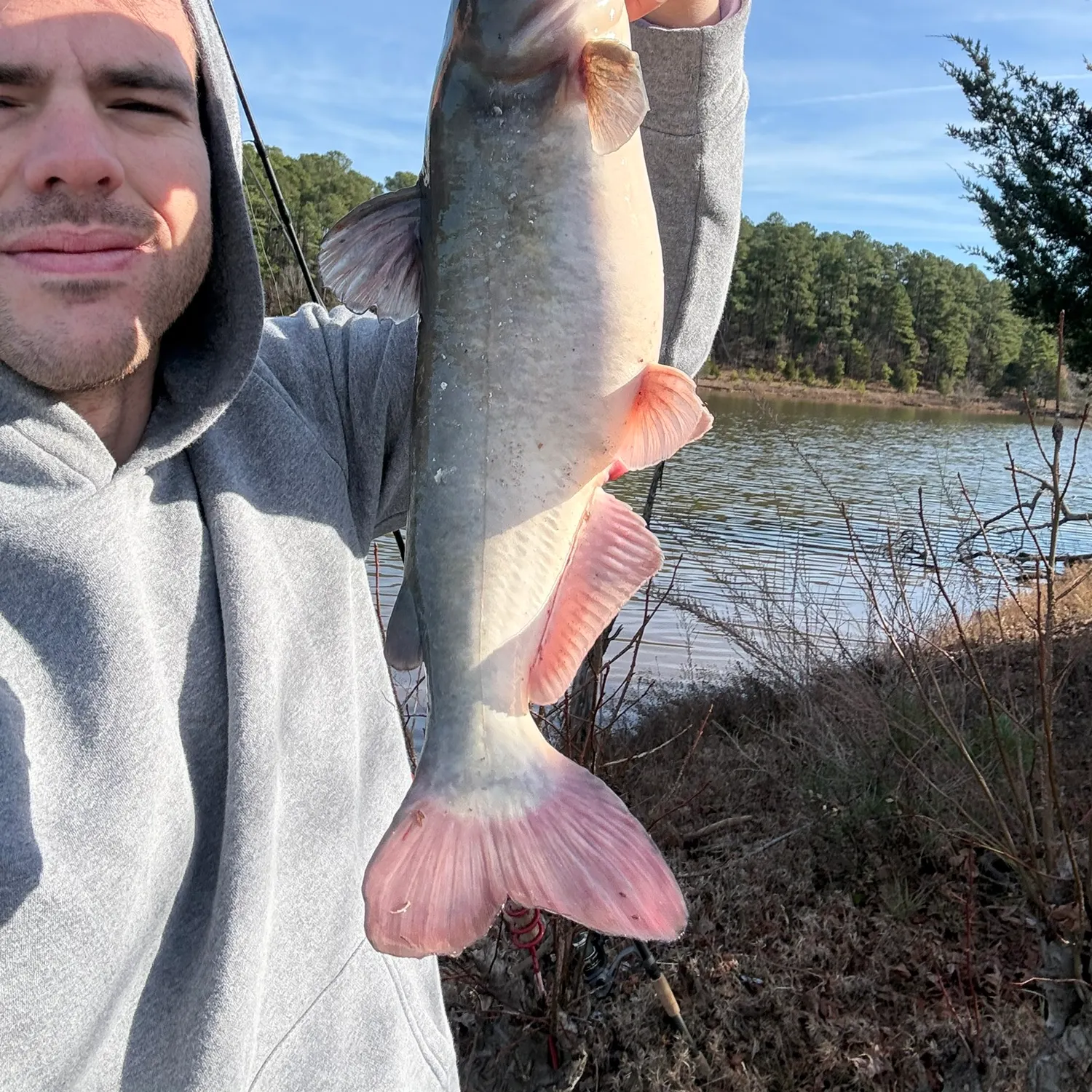 The most recent White bullhead catches on Fishbrain