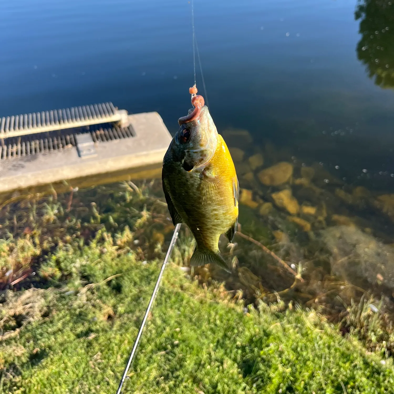 Bluegill caught on Fishbrain