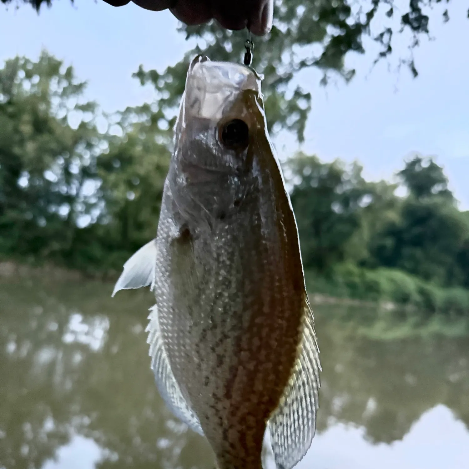 Black crappie caught on Fishbrain