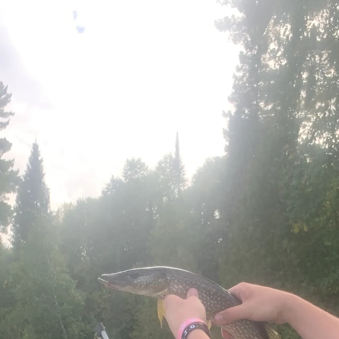 Northern pike caught on Fishbrain