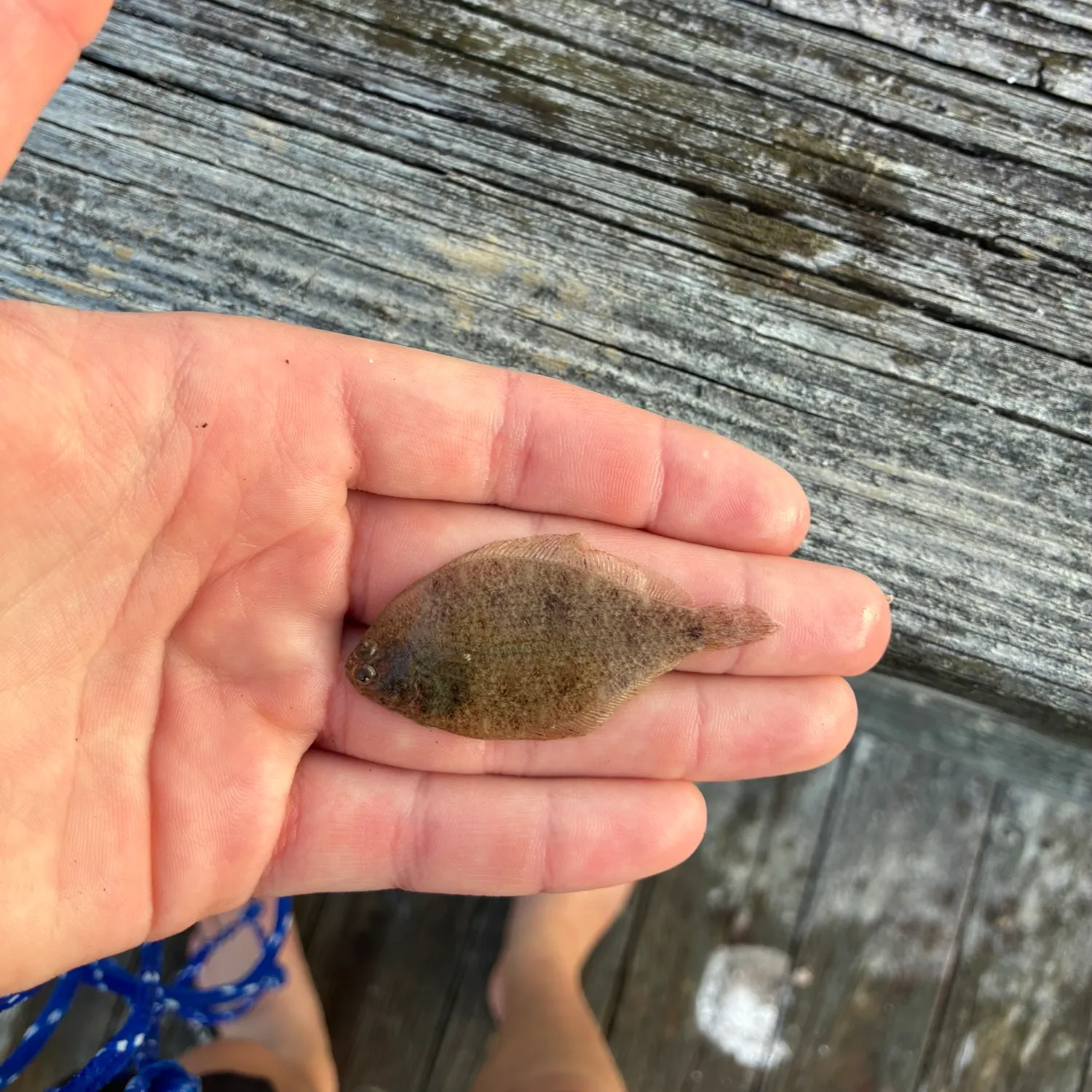 Summer flounder caught on Fishbrain