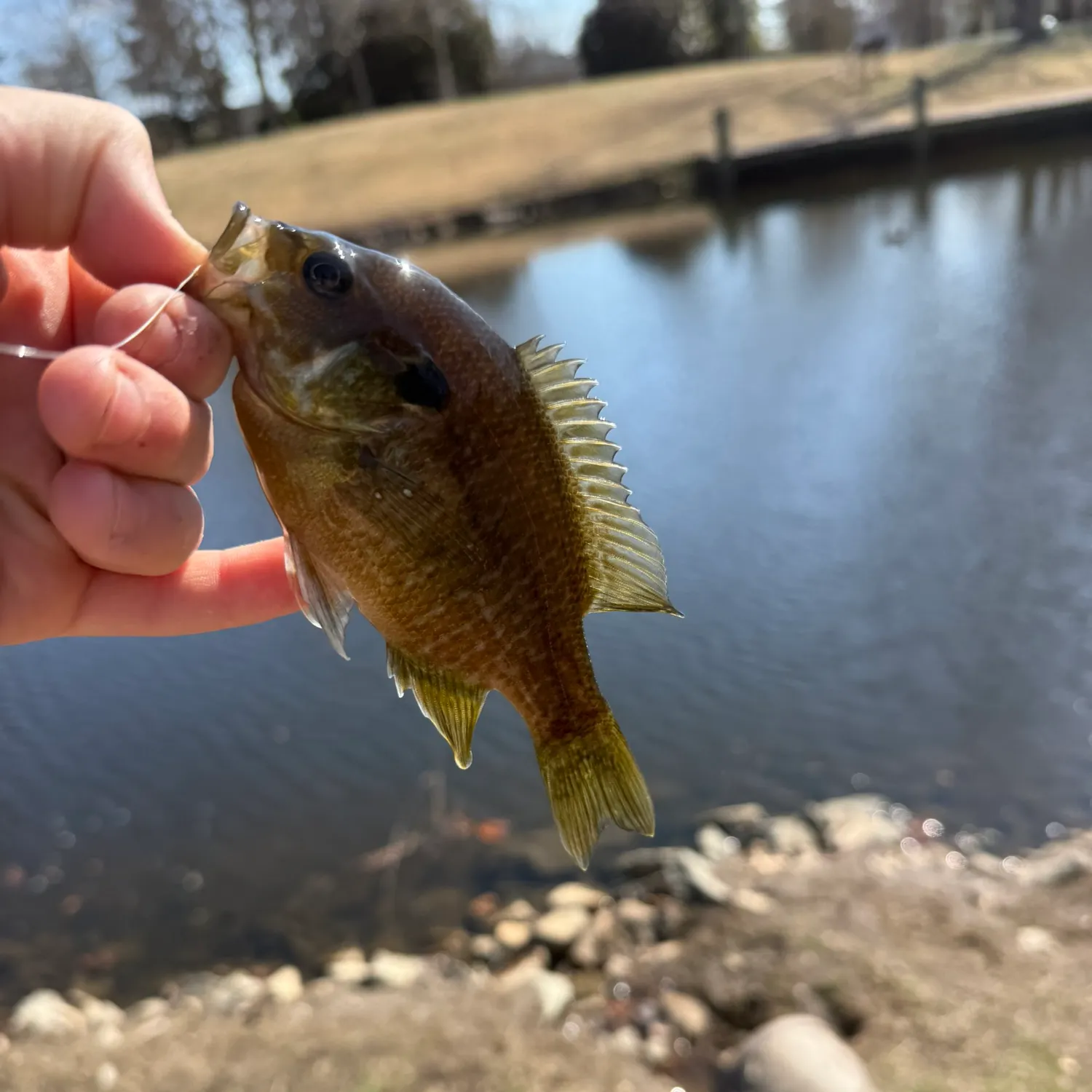 most liked catch image