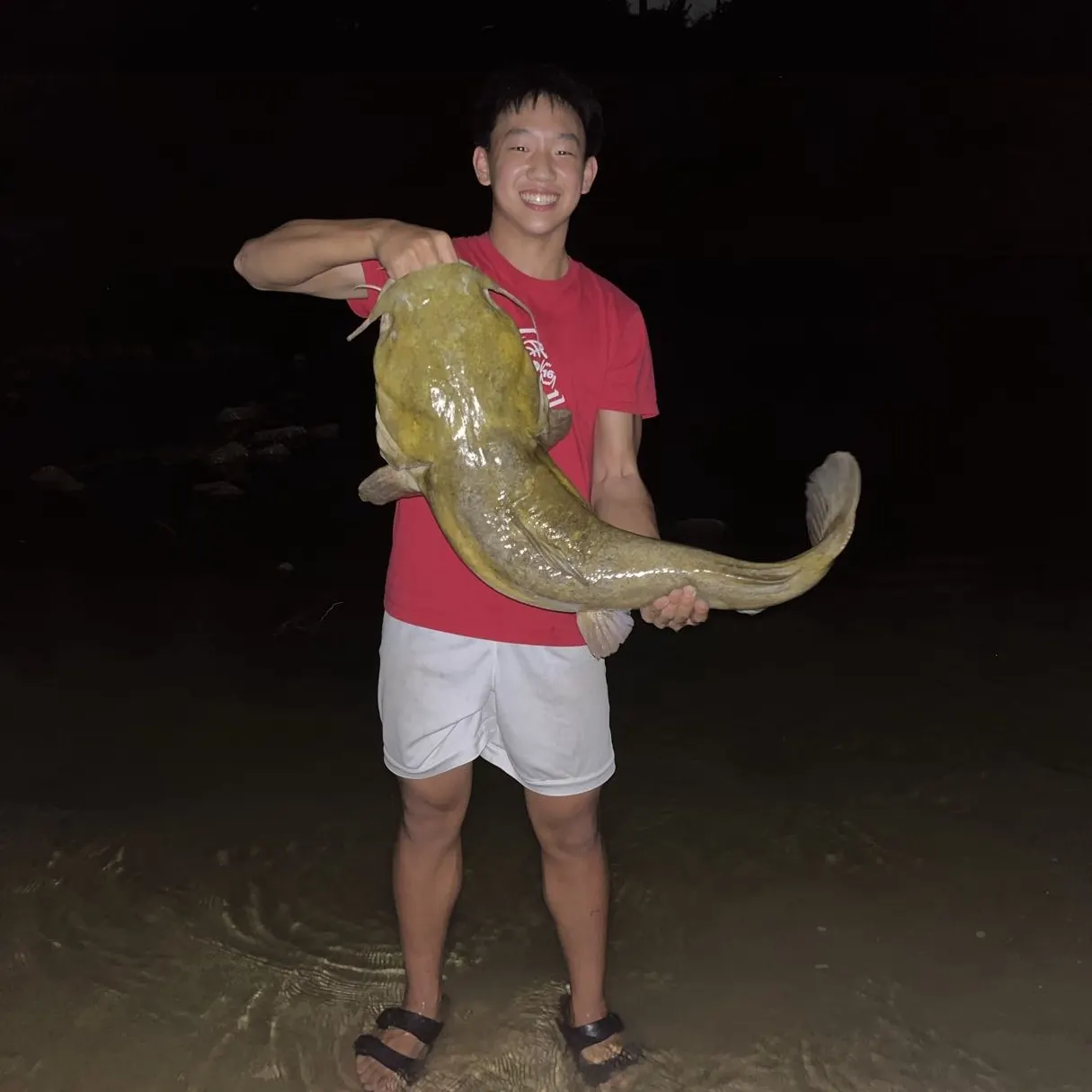 Flathead catfish caught on Fishbrain