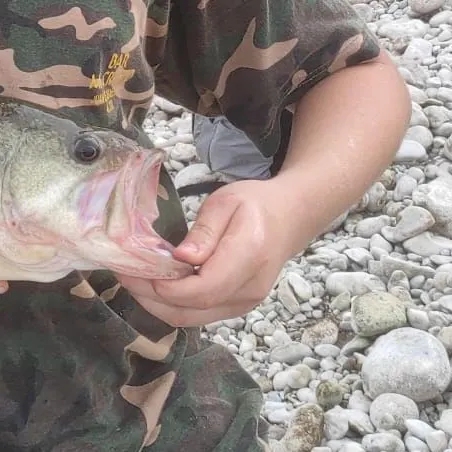 Fish caught on Fishbrain