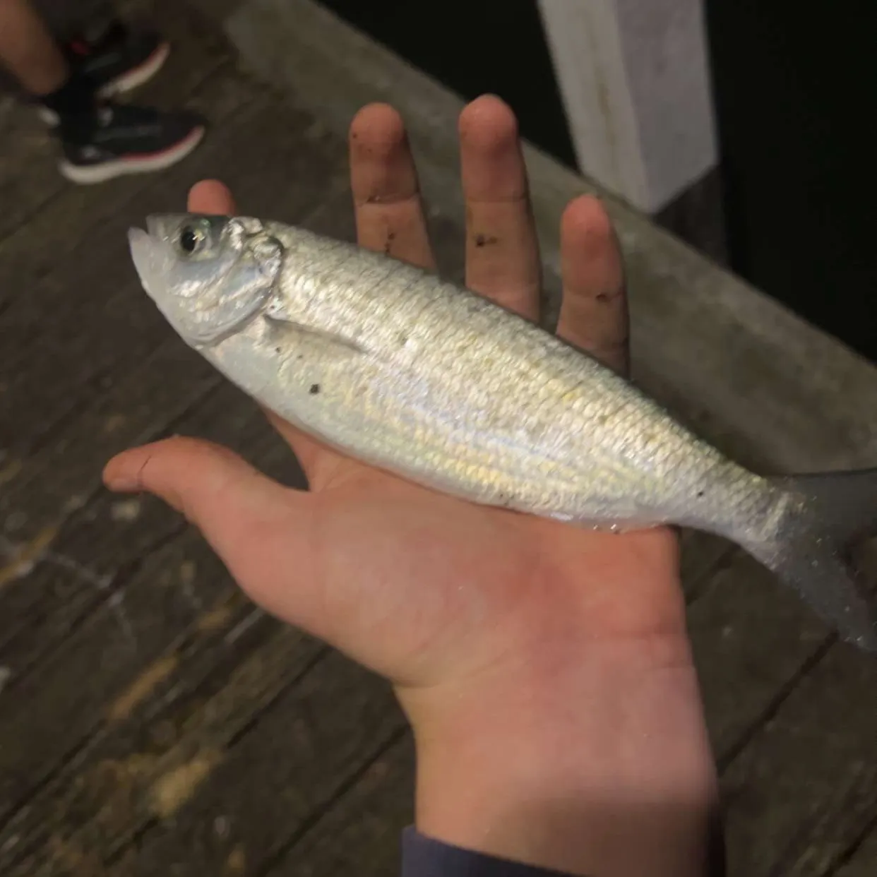 Yellow-eye mullet caught on Fishbrain