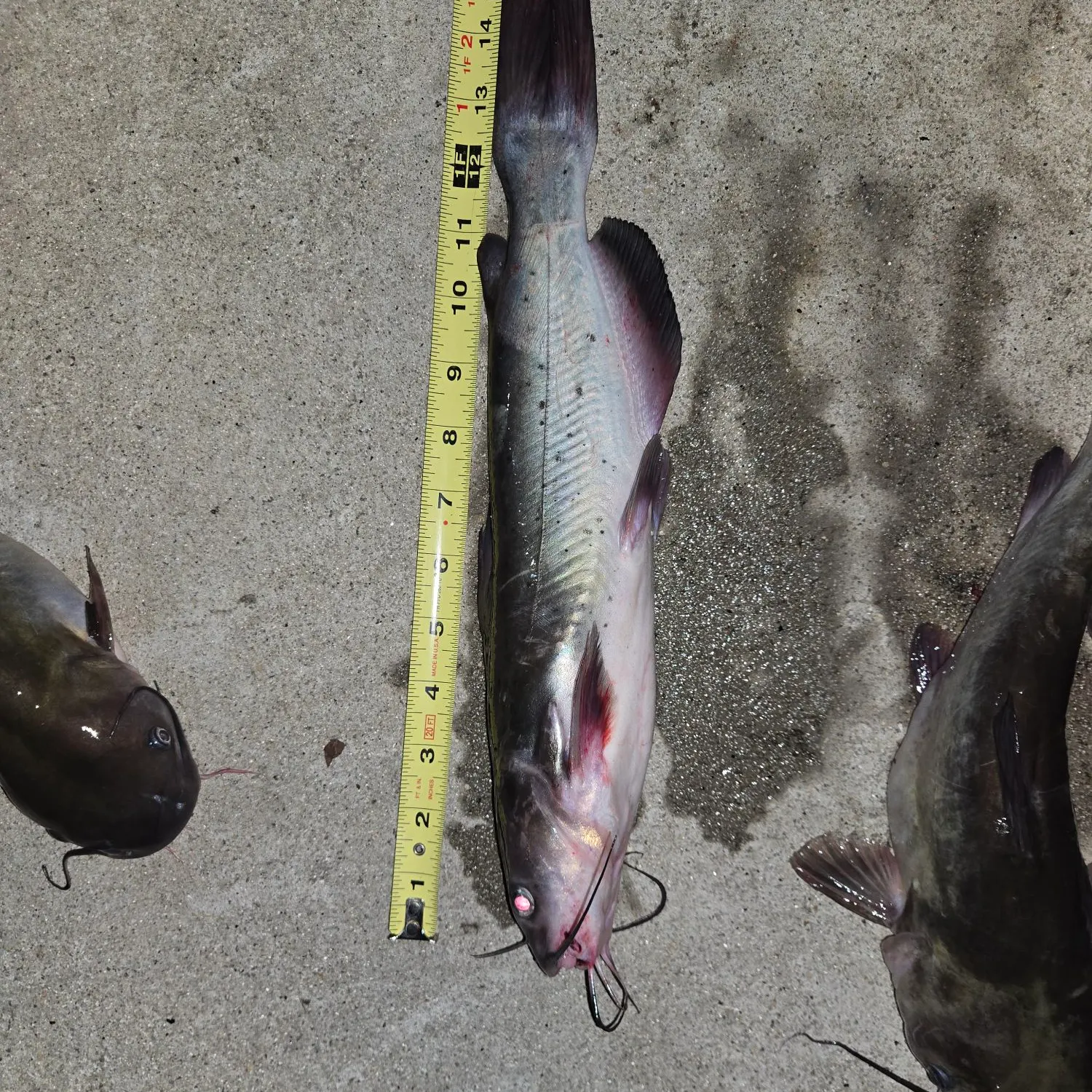 recently logged catches