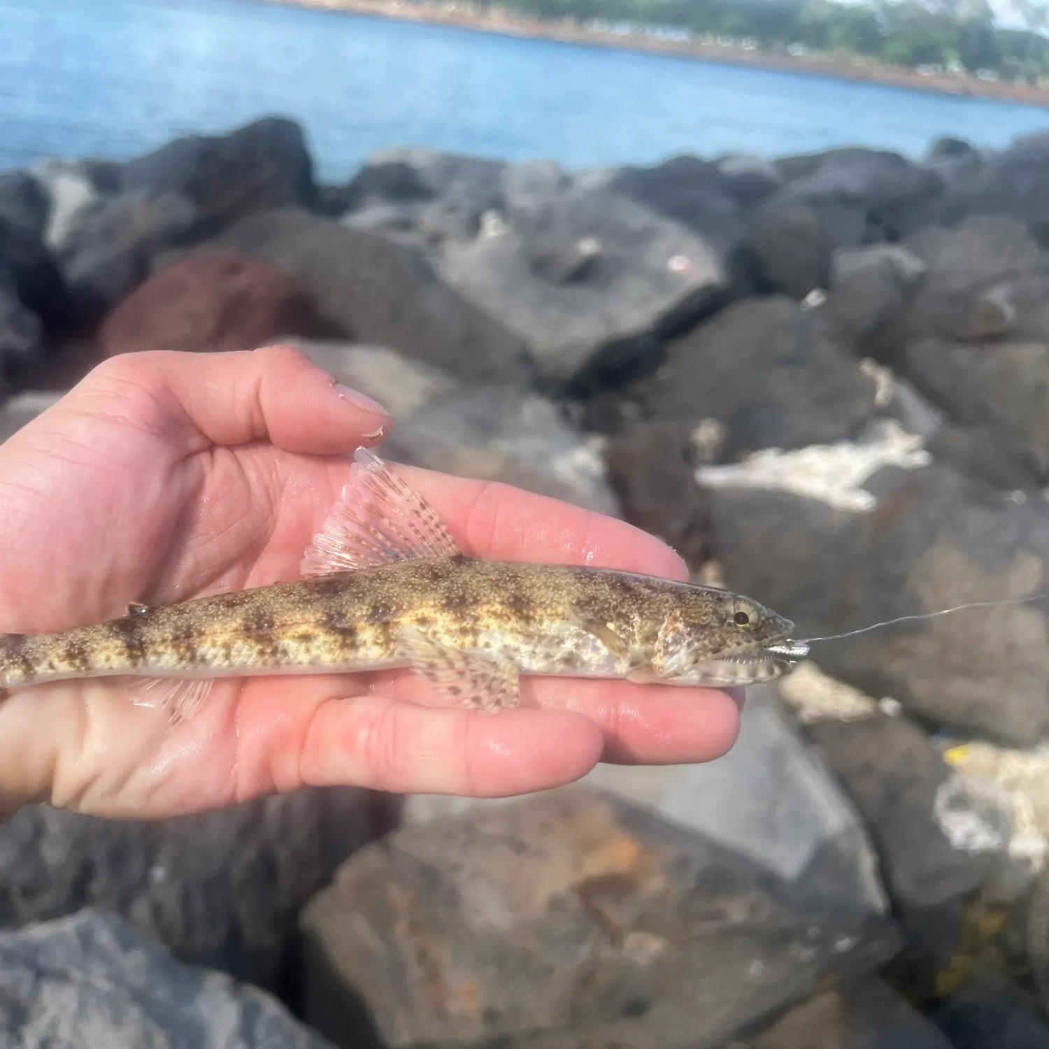 The most popular recent Clouded lizardfish catch on Fishbrain