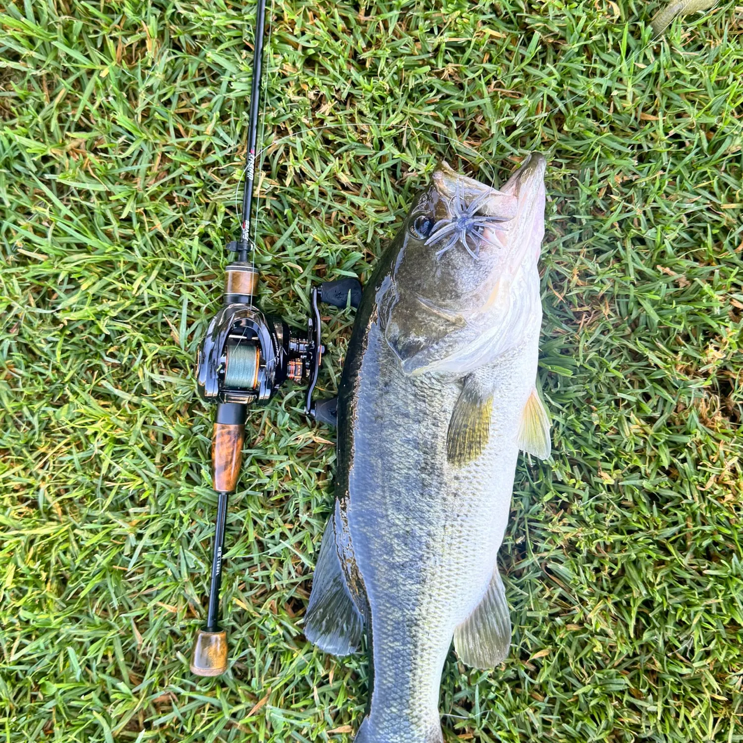 Largemouth bass caught on Fishbrain