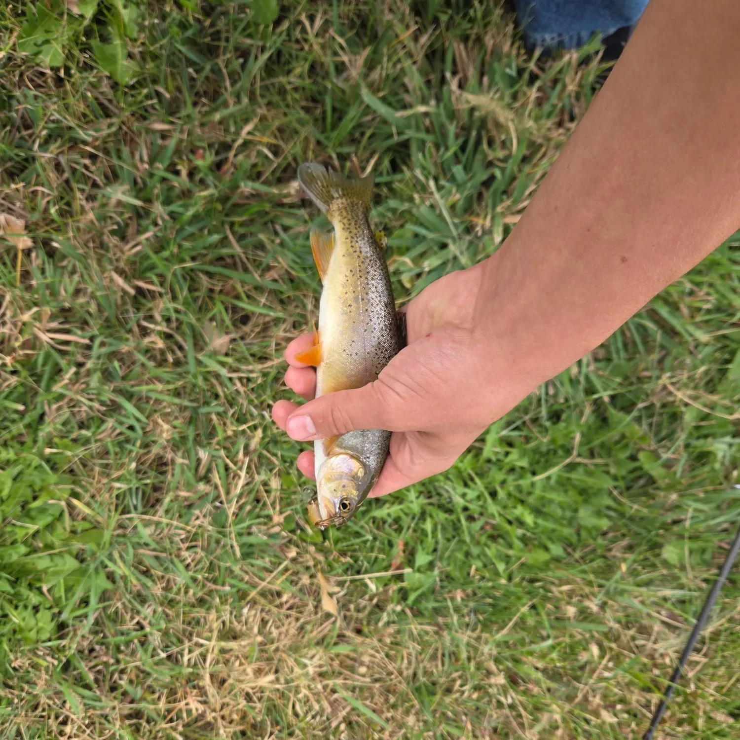 Cutthroat trout caught on Fishbrain