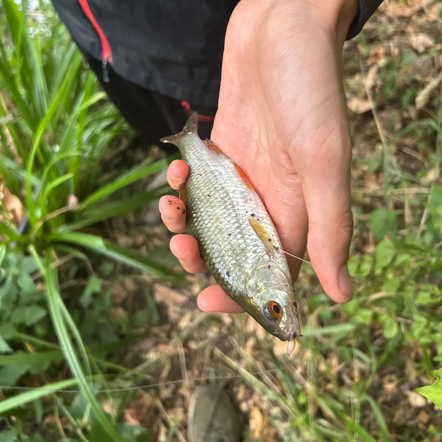 Common roach caught on Fishbrain