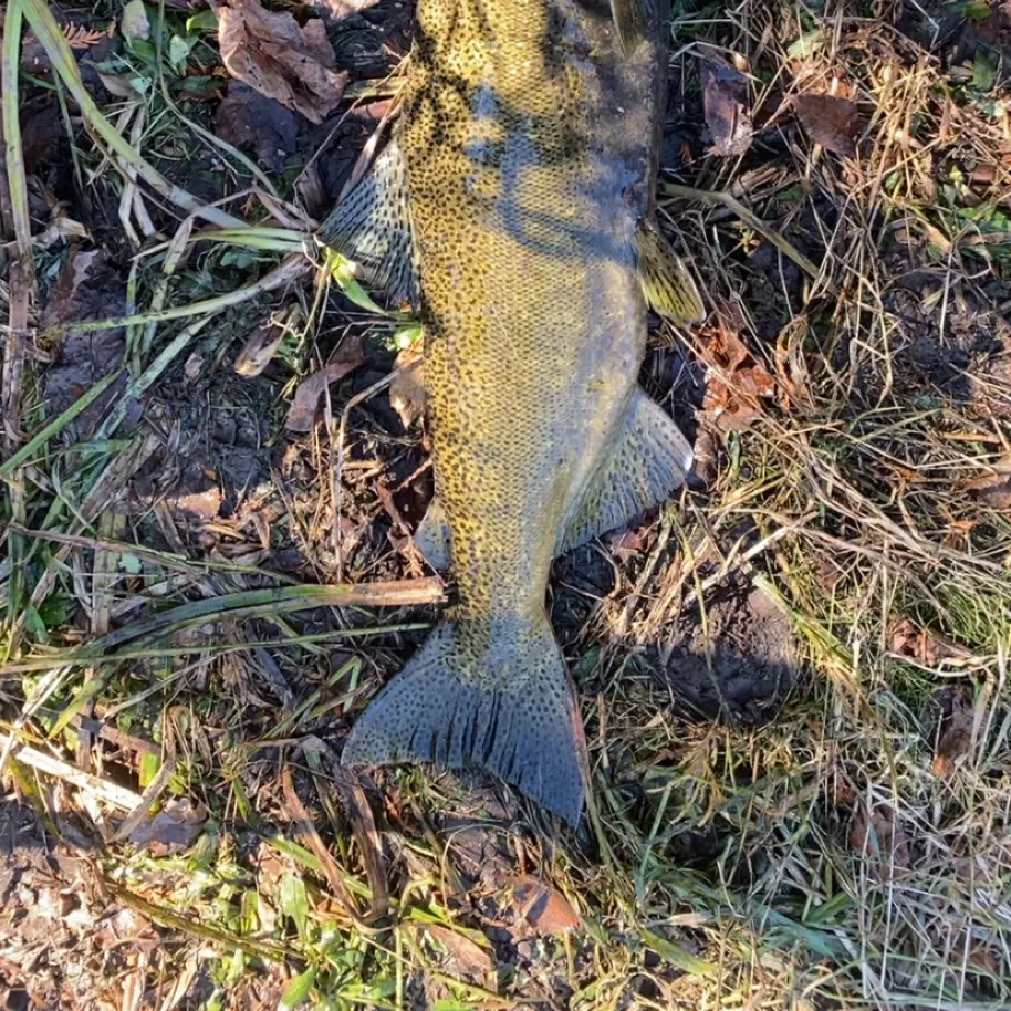 Chinook salmon caught on Fishbrain