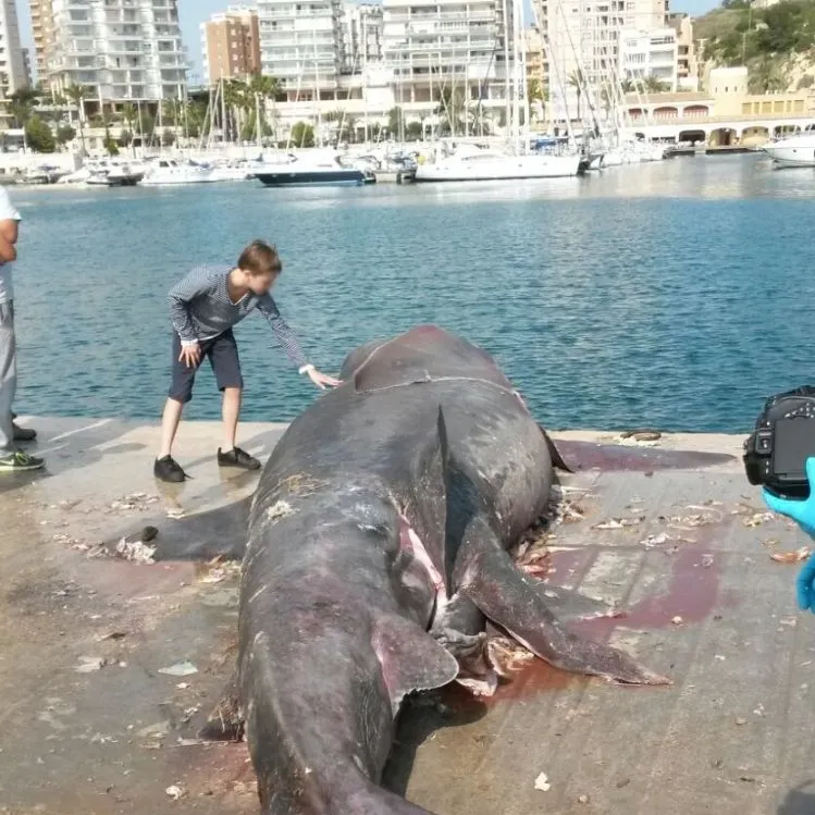 The most recent Basking shark catches on Fishbrain