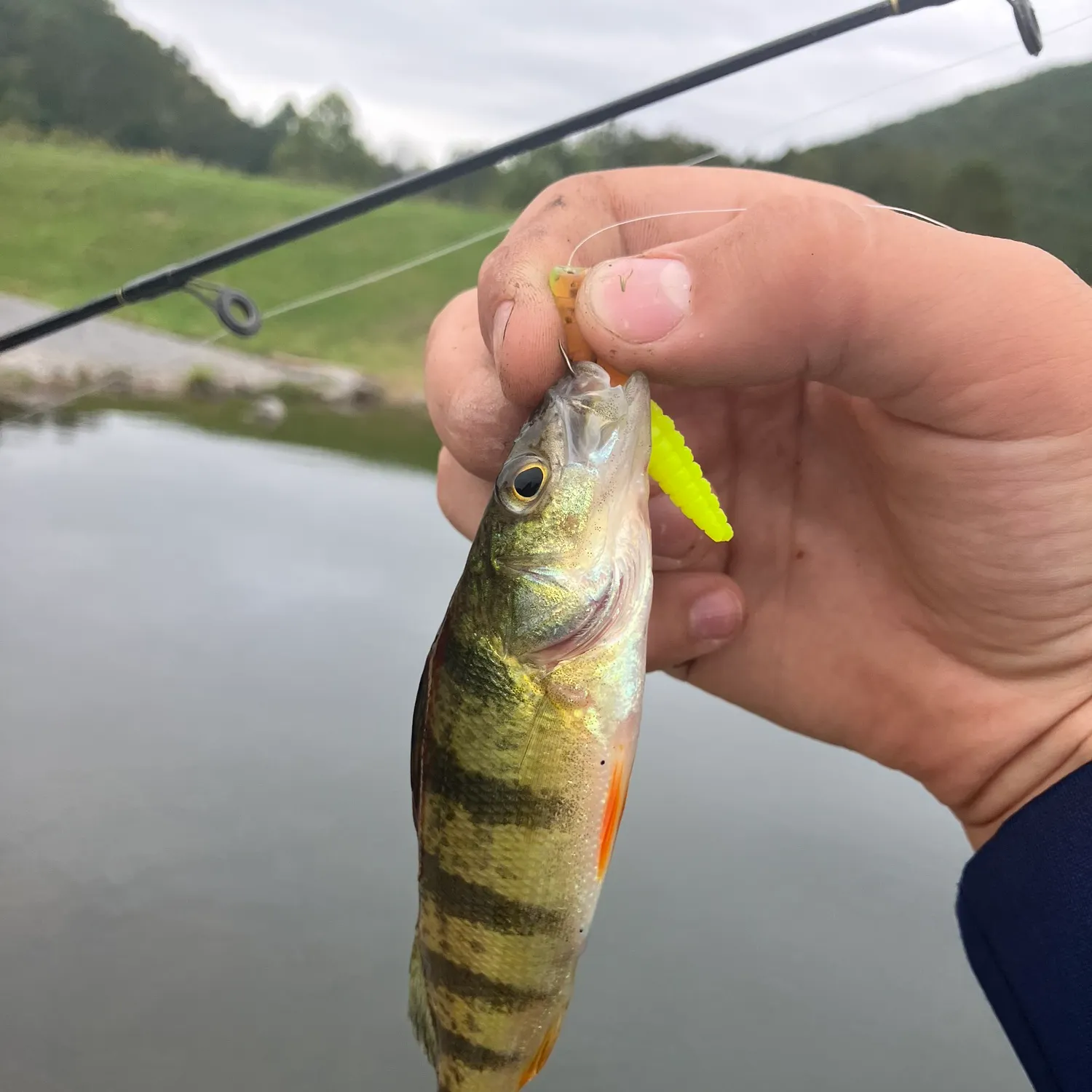 Yellow perch caught on Fishbrain