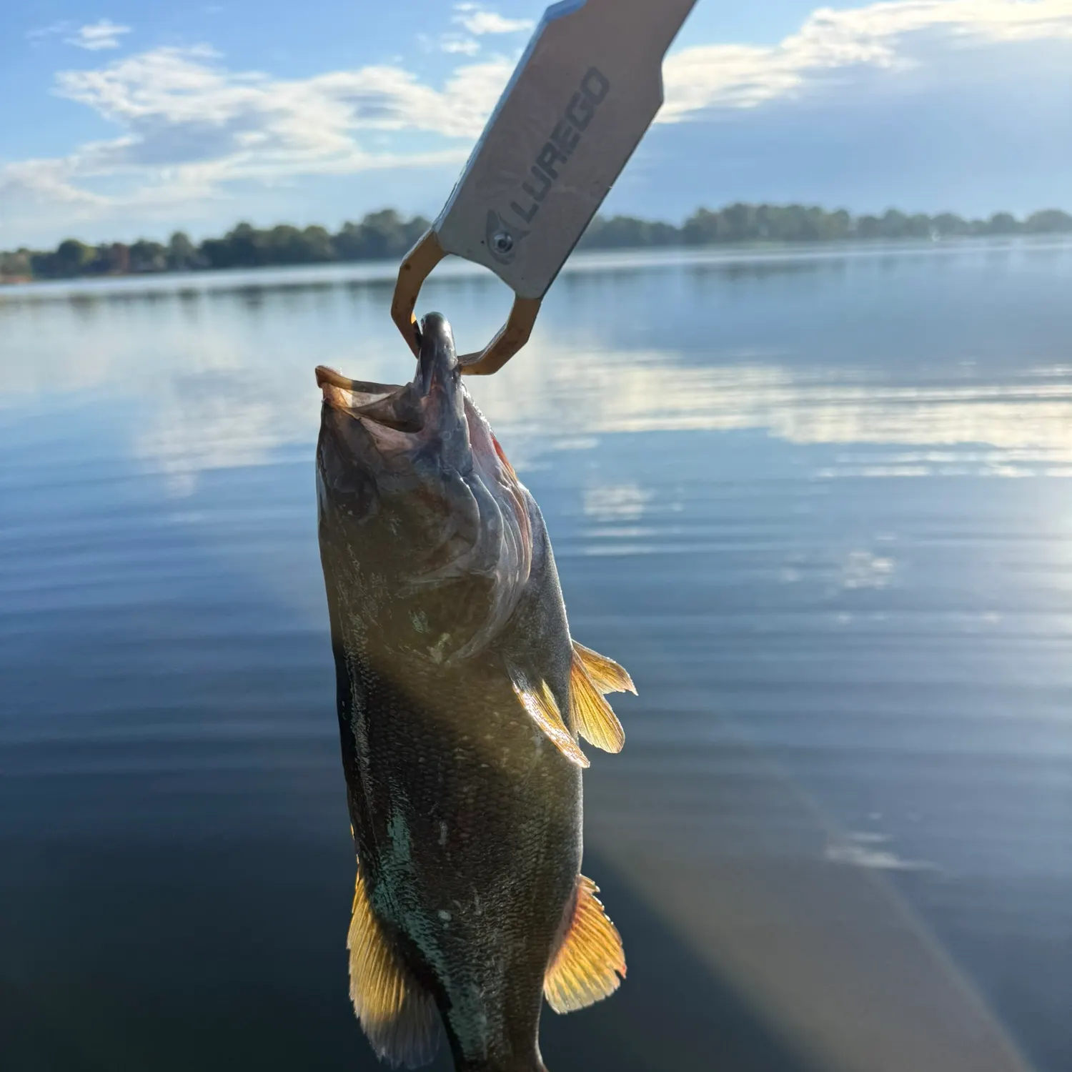 Smallmouth bass caught on Fishbrain