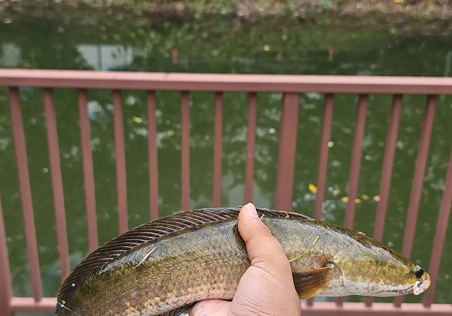 Striped snakehead