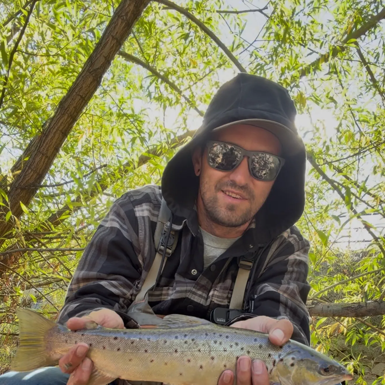 Brown trout caught on Fishbrain