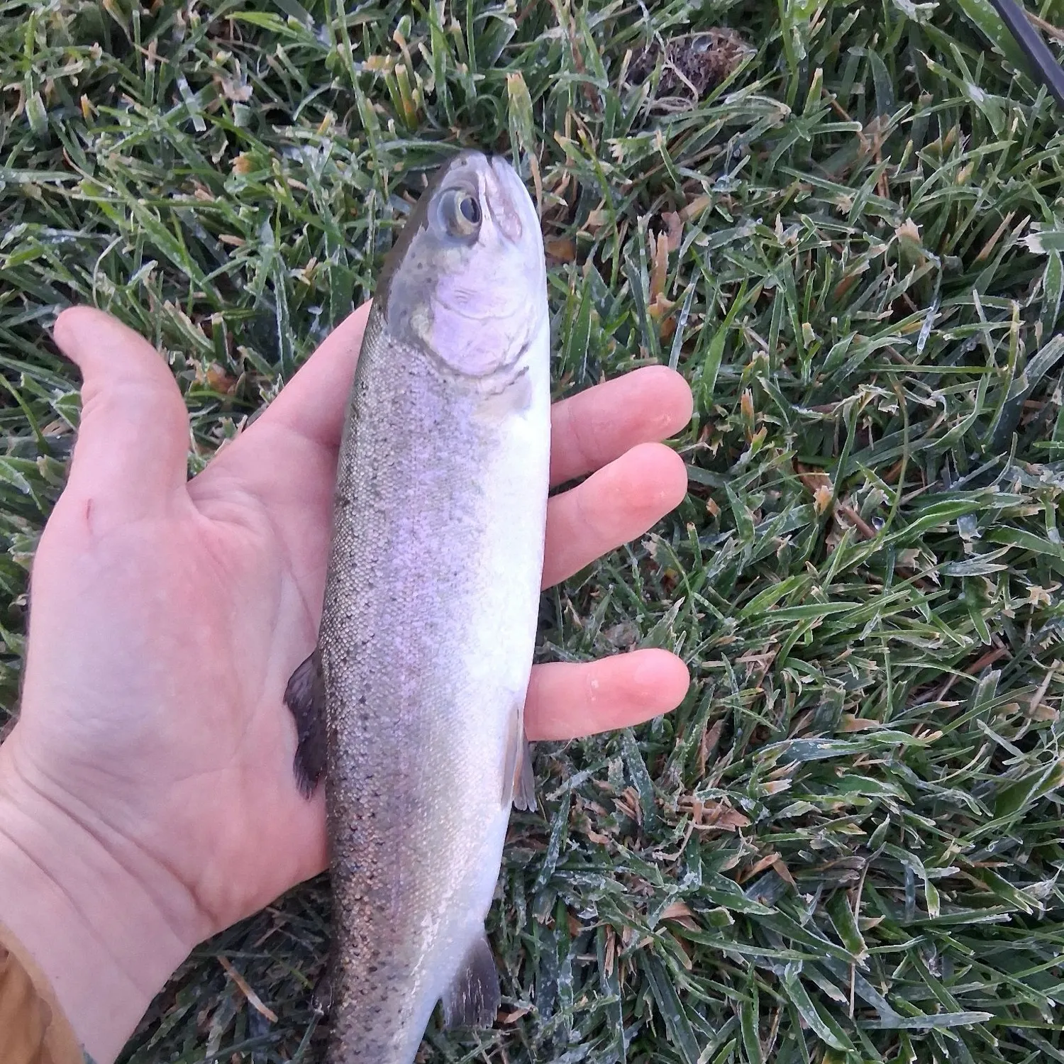 Rainbow trout caught on Fishbrain