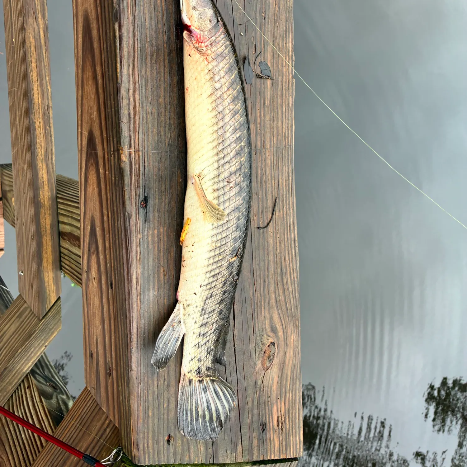 The most recent Florida gar catches on Fishbrain