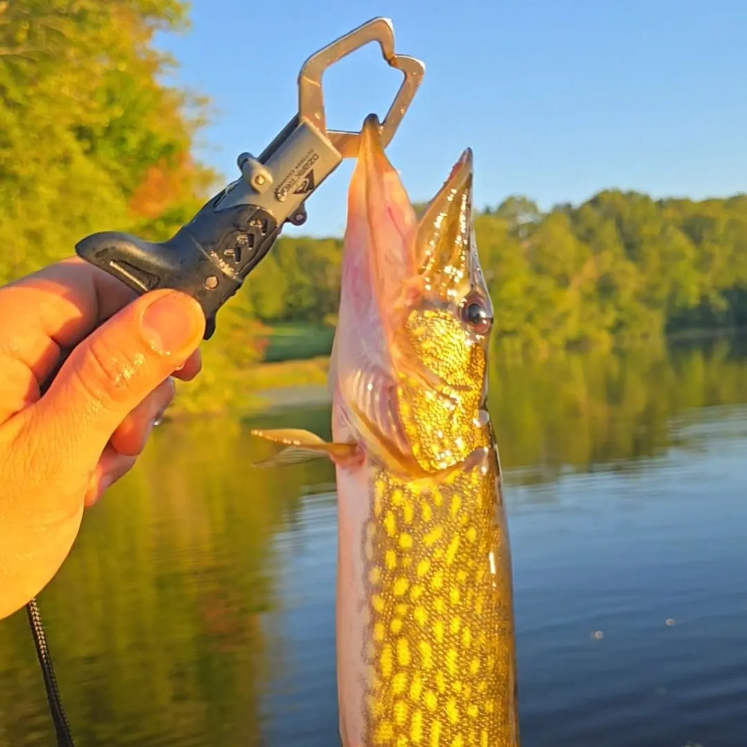 Chain pickerel caught on Fishbrain