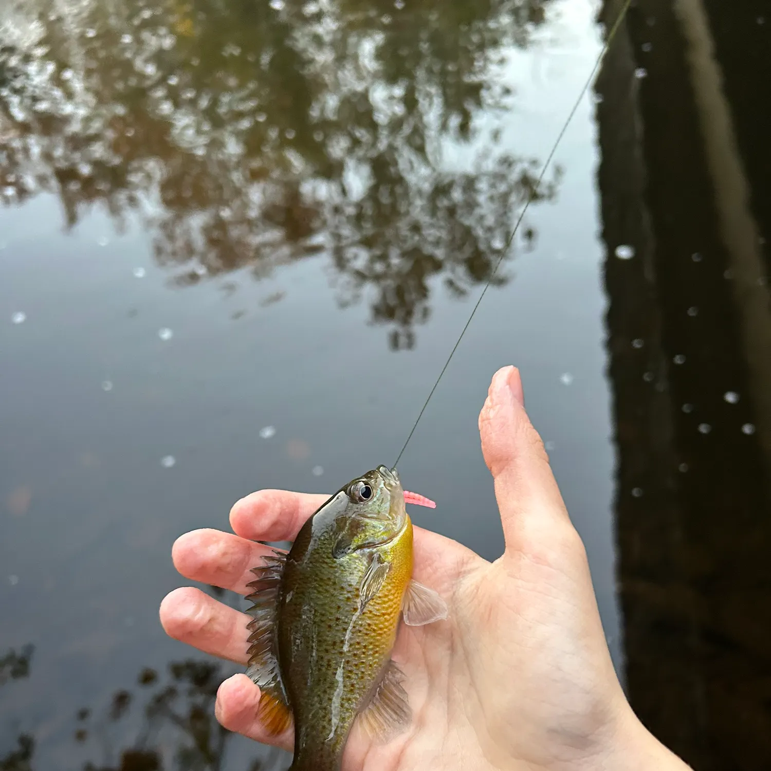Redbreast sunfish caught on Fishbrain