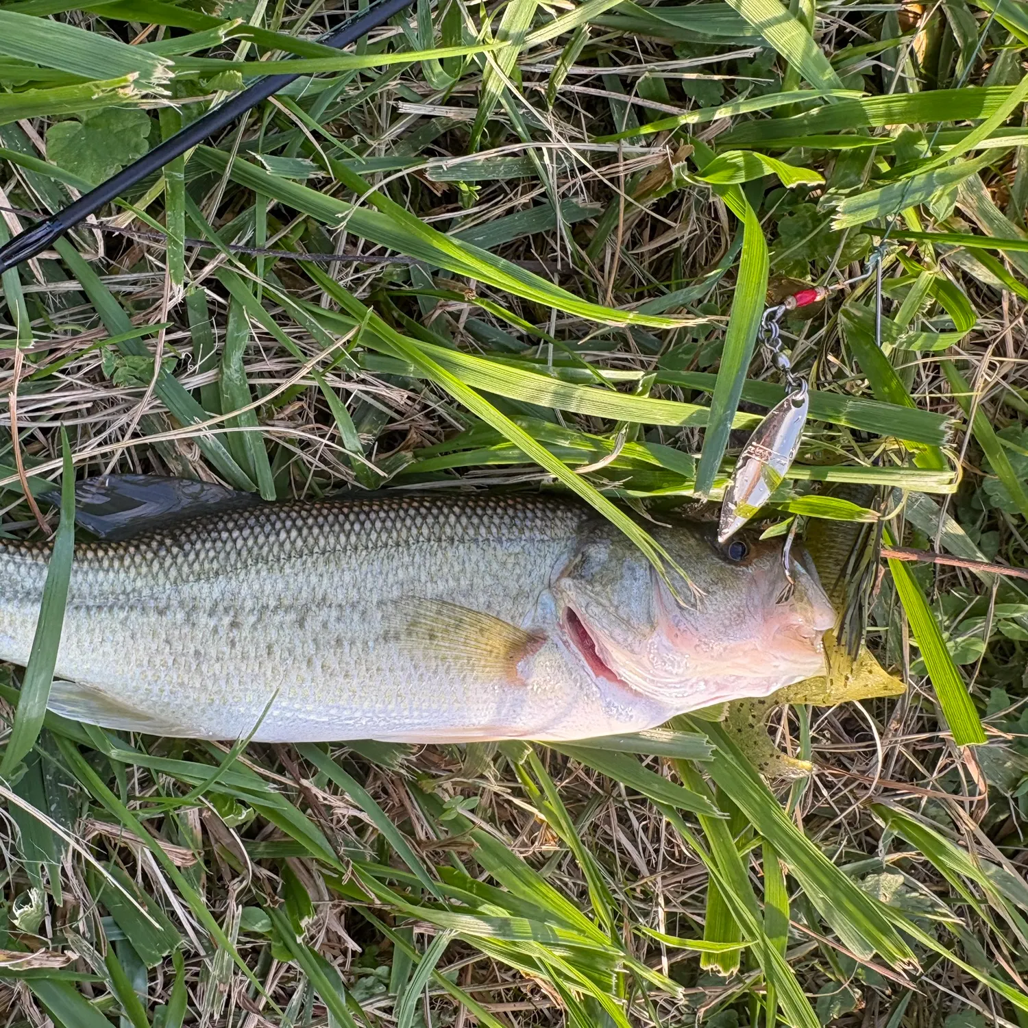 Largemouth bass caught on Fishbrain