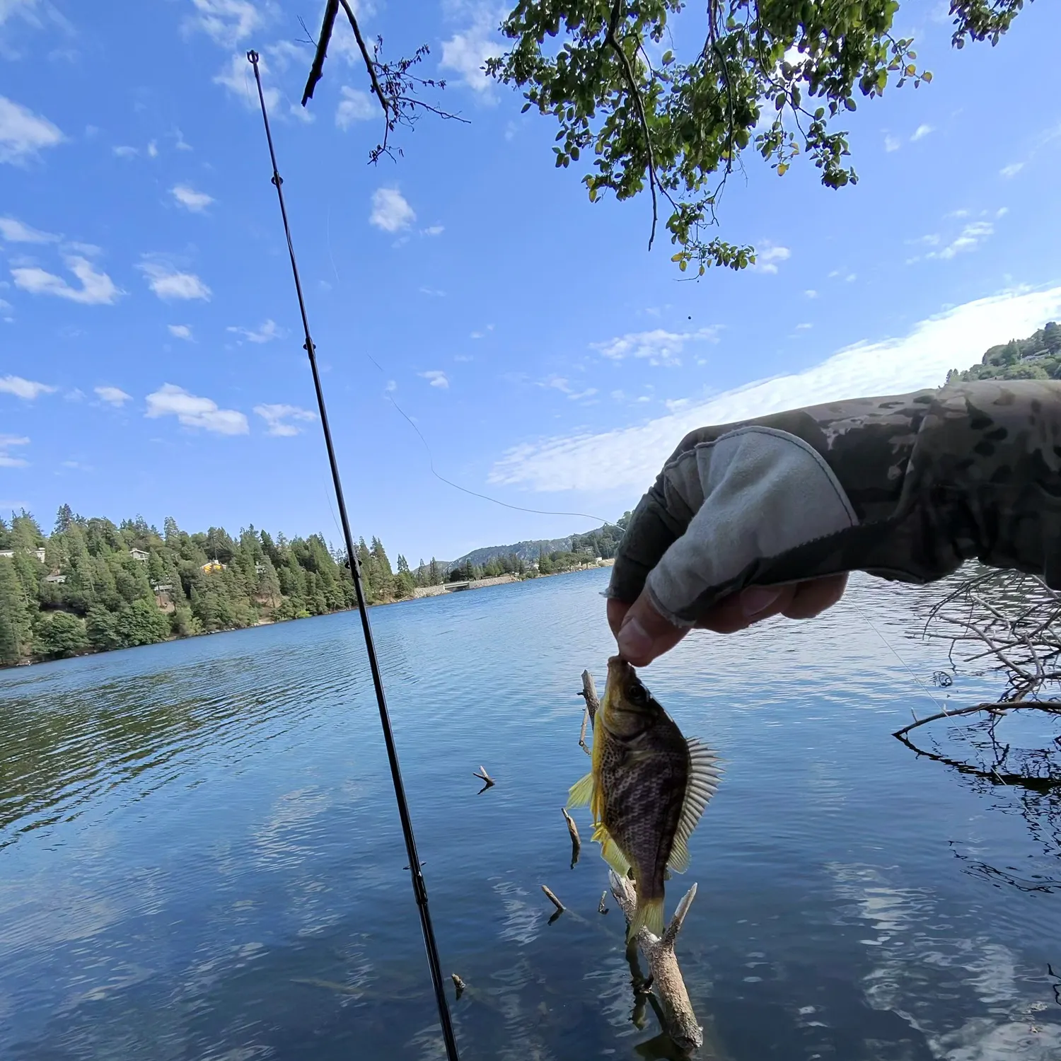 The most recent Tule perch catches on Fishbrain