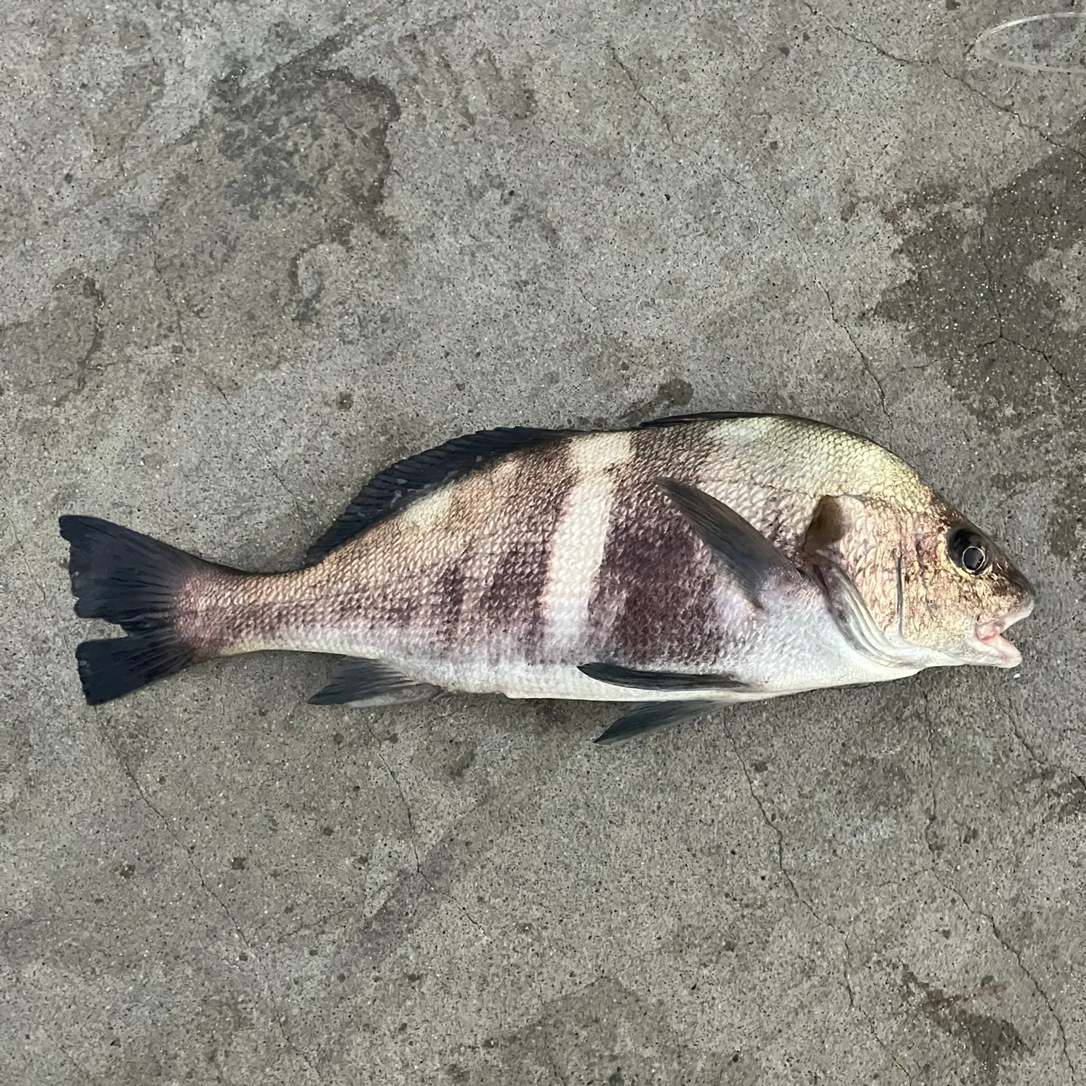 The most recent Black croaker catches on Fishbrain